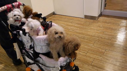 Japonais fans de Chiens