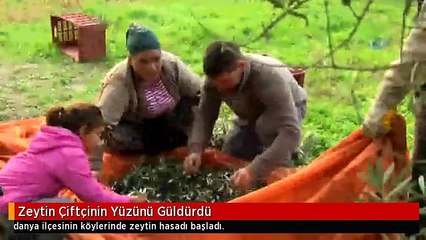 Zeytin Çiftçinin Yüzünü Güldürdü