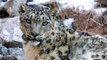 Snow leopards no longer endangered, but still threatened
