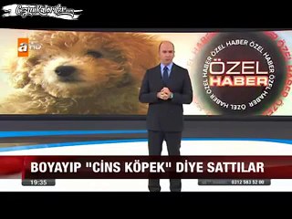 Beyaz Köpeği Kahverengiye Boyayıp Satan Adamın Yaptığınİşin Arkasında Durması