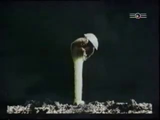 hanf das milliarden dollar kraut