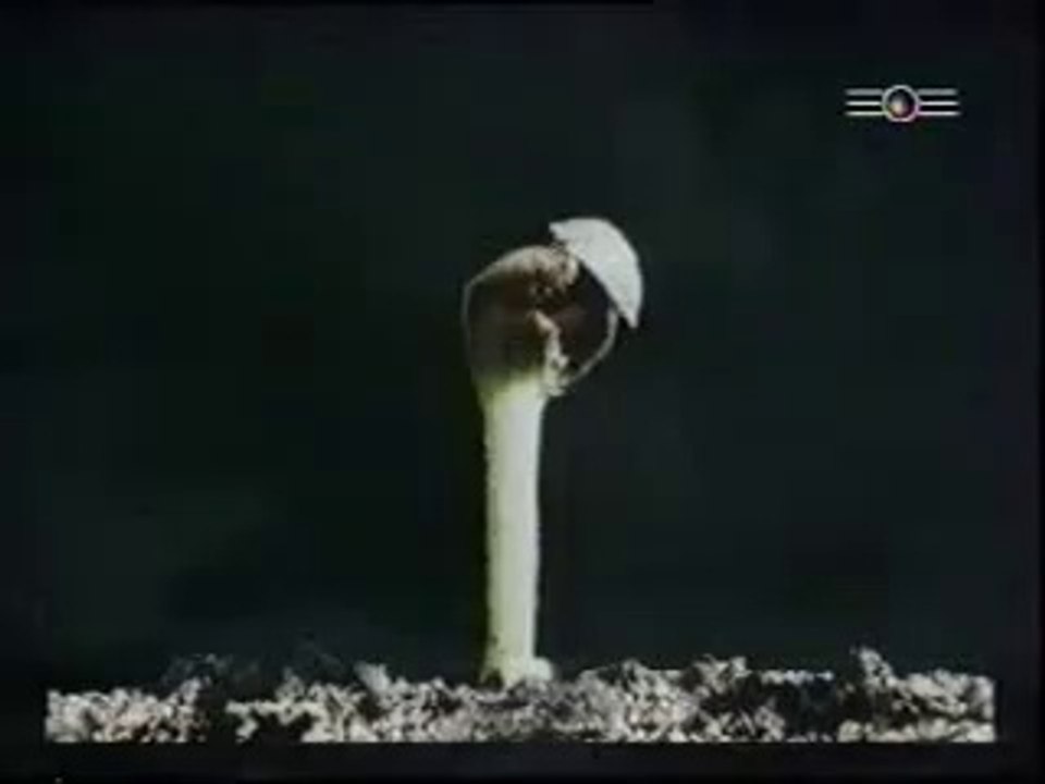 hanf das milliarden dollar kraut