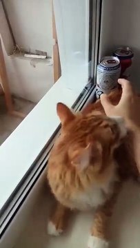 Кот агент минздрава.