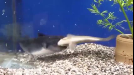 Ce poisson chat est un peu trop gourmand...