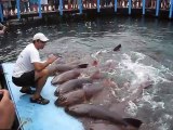 Cet homme nourrit des dizaines de requins adorables... A table!