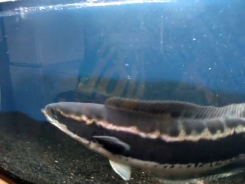 Ce poisson avait vraiment très faim... Il dévore ses proies à une vitesse folle