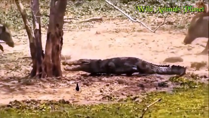 6 Warthogs vs Crocodile vs Lion vs Buffalo vs Bear vs Leopard vs Elephant vs Giraffe by Da   2017