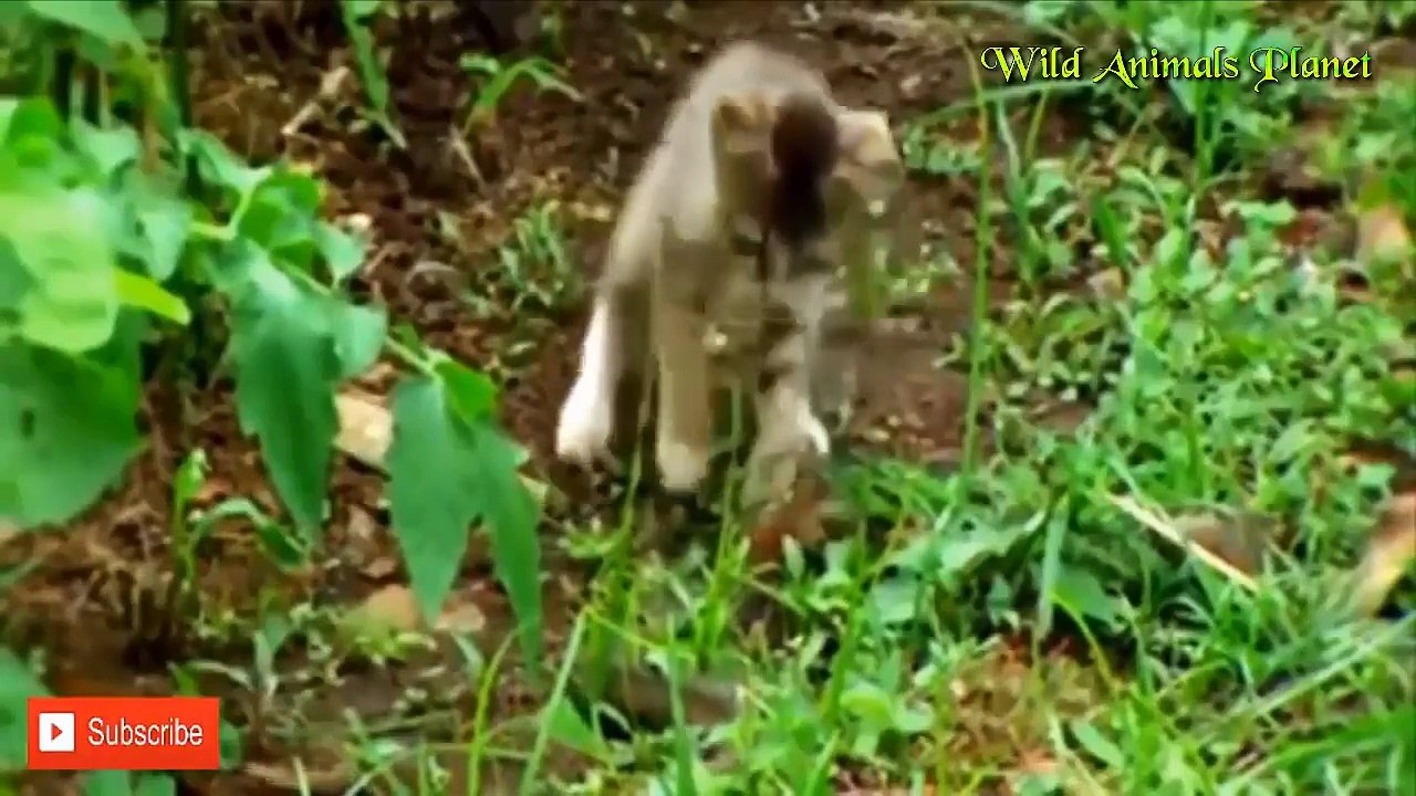 Cat vs Snake | Cobra vs Cat Fights Compilation by Dailyvideo 333   2017