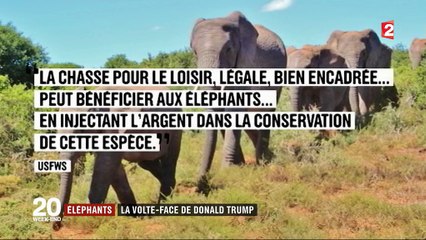 Éléphants : la volte-face de Donald Trump
