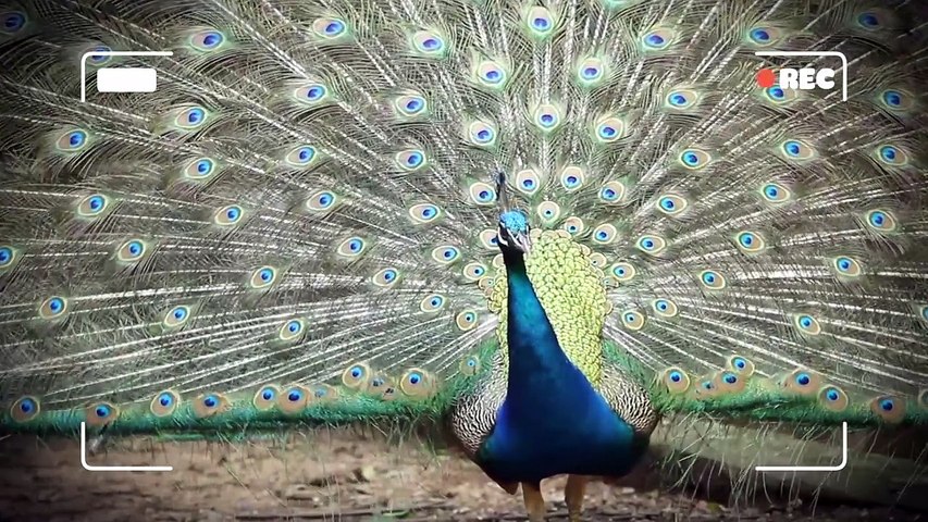 Малышарики - Новые серии - Грузовичок | Сборник - Развивающие мультики про машинки