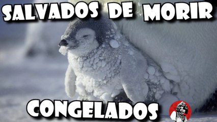 LOS 6 ANIMALES SALVADOS DE MORIR CONGELADOS QUE TE CONMOVERAN | OSCAR JACK