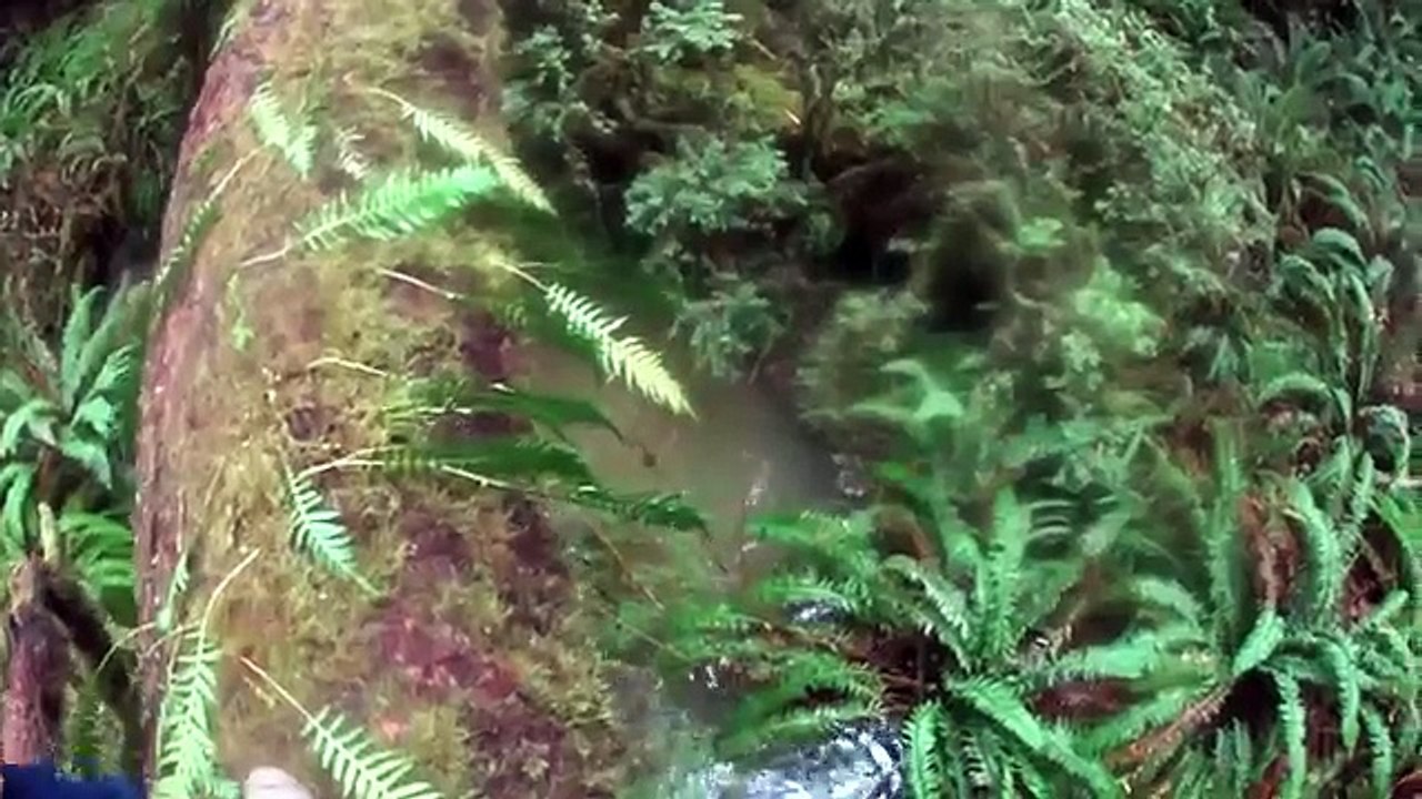 Redwood Forest Adventure