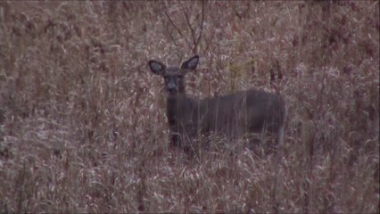2017 Wisconsin Gun Deer Hunting Vlog - Opening Day (November 18, 2017)