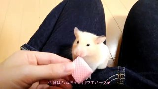funny video hamsters eat cute_snack_wafers