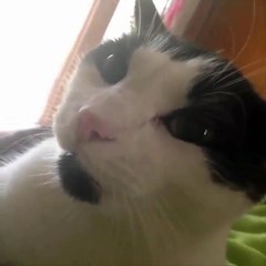 Top 200 Highlights of Animals on Vine - FUNNY Animals_51