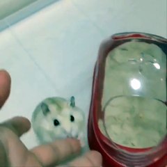 Top 200 Highlights of Animals on Vine - FUNNY Animals_53