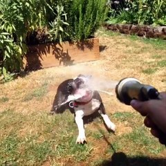 Top 200 Highlights of Animals on Vine - FUNNY Animals_54