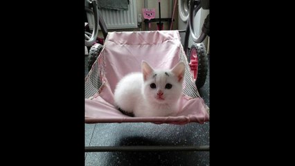 CUTE : Découvrez Gary, un adorable chaton avec des sourcils !