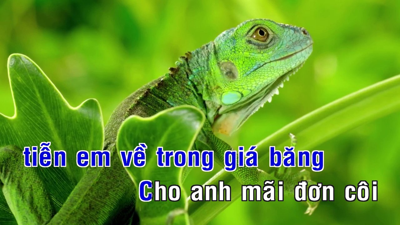 Karaoke - 999 Đóa Hồng - Anh Tú
