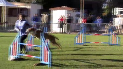 Les explications du juge d'Agility Jacques Dayan.