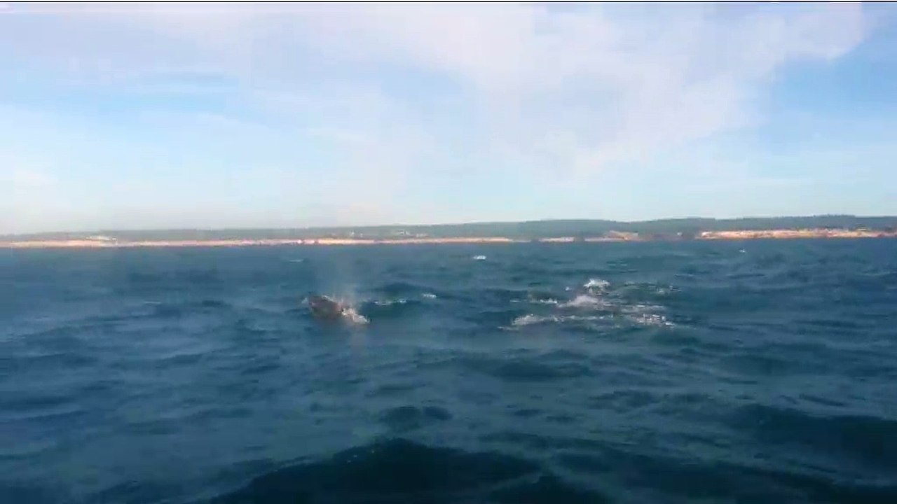 Regardez les dauphins nager près du bateau !