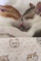 La vidéo ADORABLE du jour : 2 petits chat qui font dodo