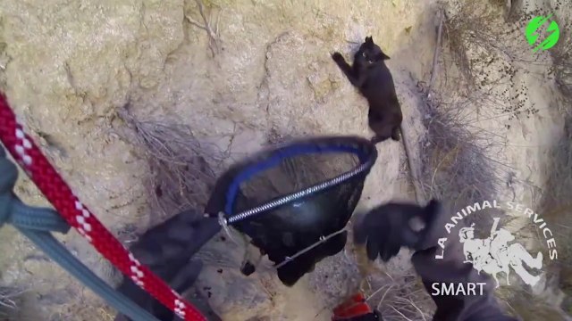 Intervention risquée et vertigineuse pour sauver un chat
