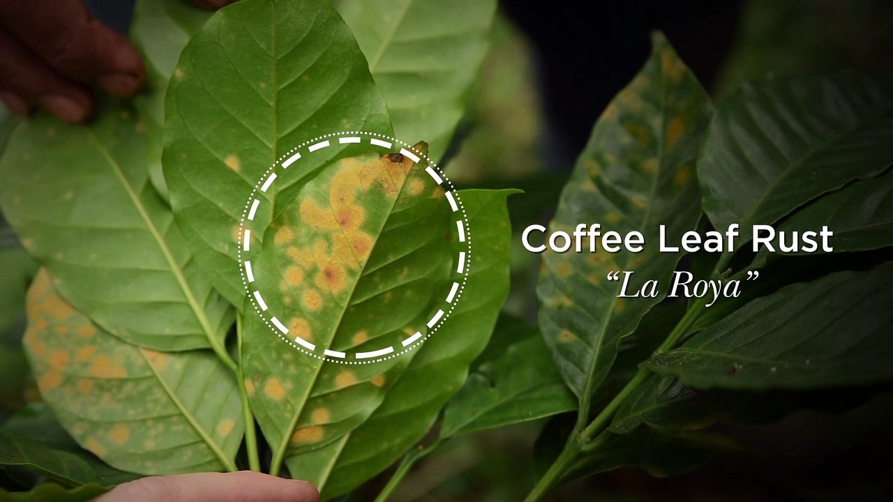 Coffee leaf rust