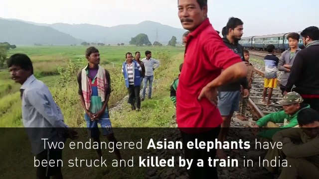 Two endangered elephants struck by passenger train in India