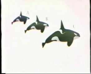 Orcas: Inteligencia de los grandes cetaceos