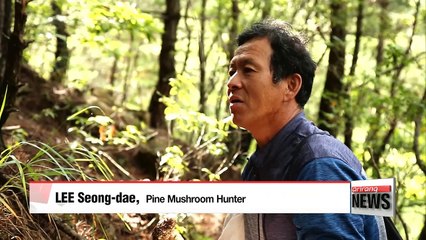 Gifts of Autumn 'Pine Mushrooms'