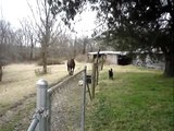 Čovjek je uključio kameru kada je vidio da njegov konj radi nešto neobično. Kada se približio? Divno!