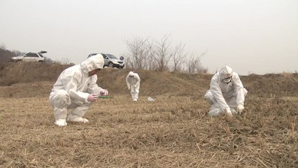 전북 군산 철새 분변에서 AI 항원 검출 / YTN
