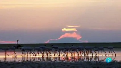 El mundo Animal Documental - VIDA SALVAJE   CEBRAS