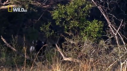 National Geographic Documentary - African Wild Dog - Wildlife Animal