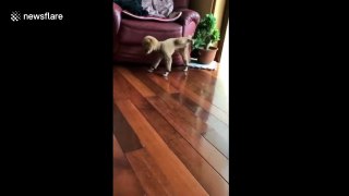 Poodle doesn't know how to walk in shoes