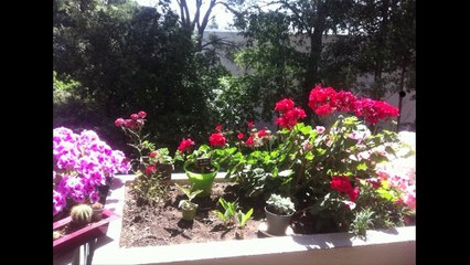 Frédéric et ses fleurs sur son balcon de Canto Perdrix
