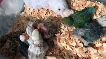Lovebirds. How to hand feed lovebird babies
