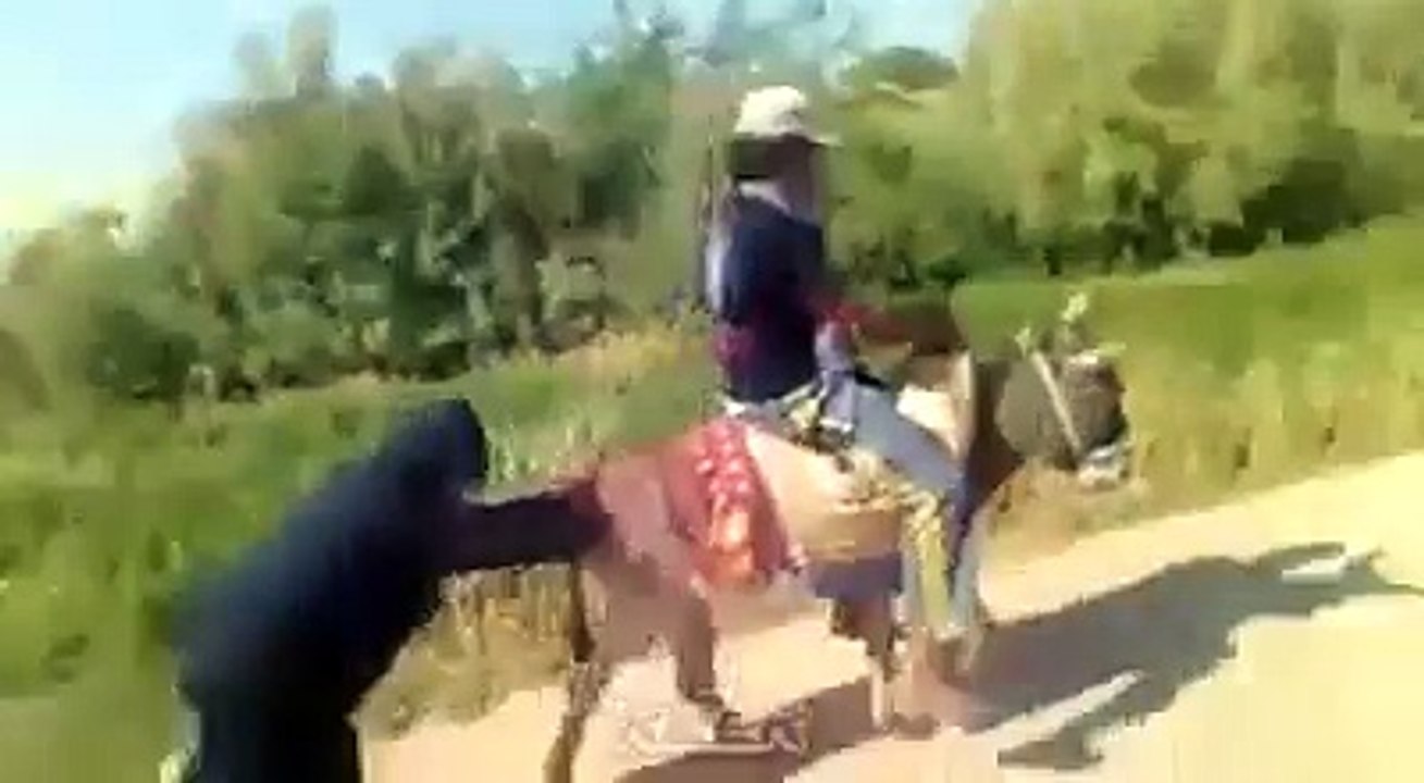 عمرك شوفت حدا بعشق حمار ههههه