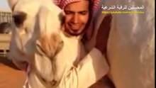 أجمل مقاطع وفاء الإبل وعلاقتها بالانسان