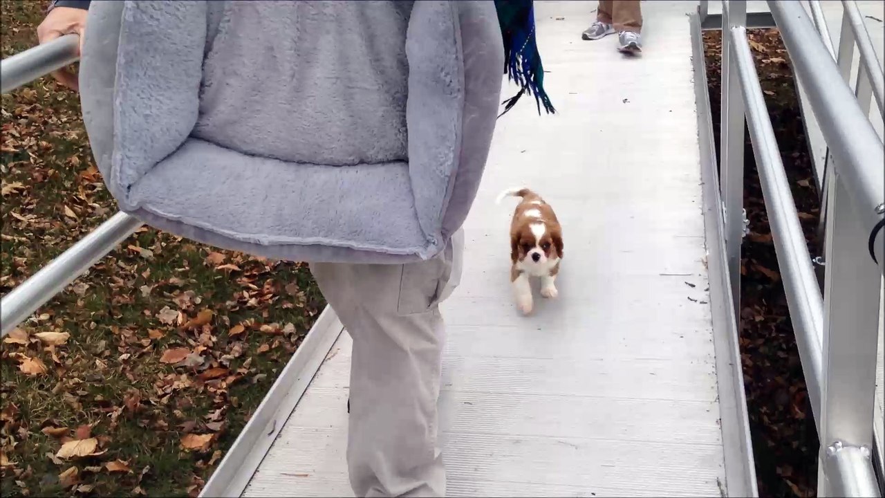 Meet Coda the baby Cavalier King Charles Spaniel