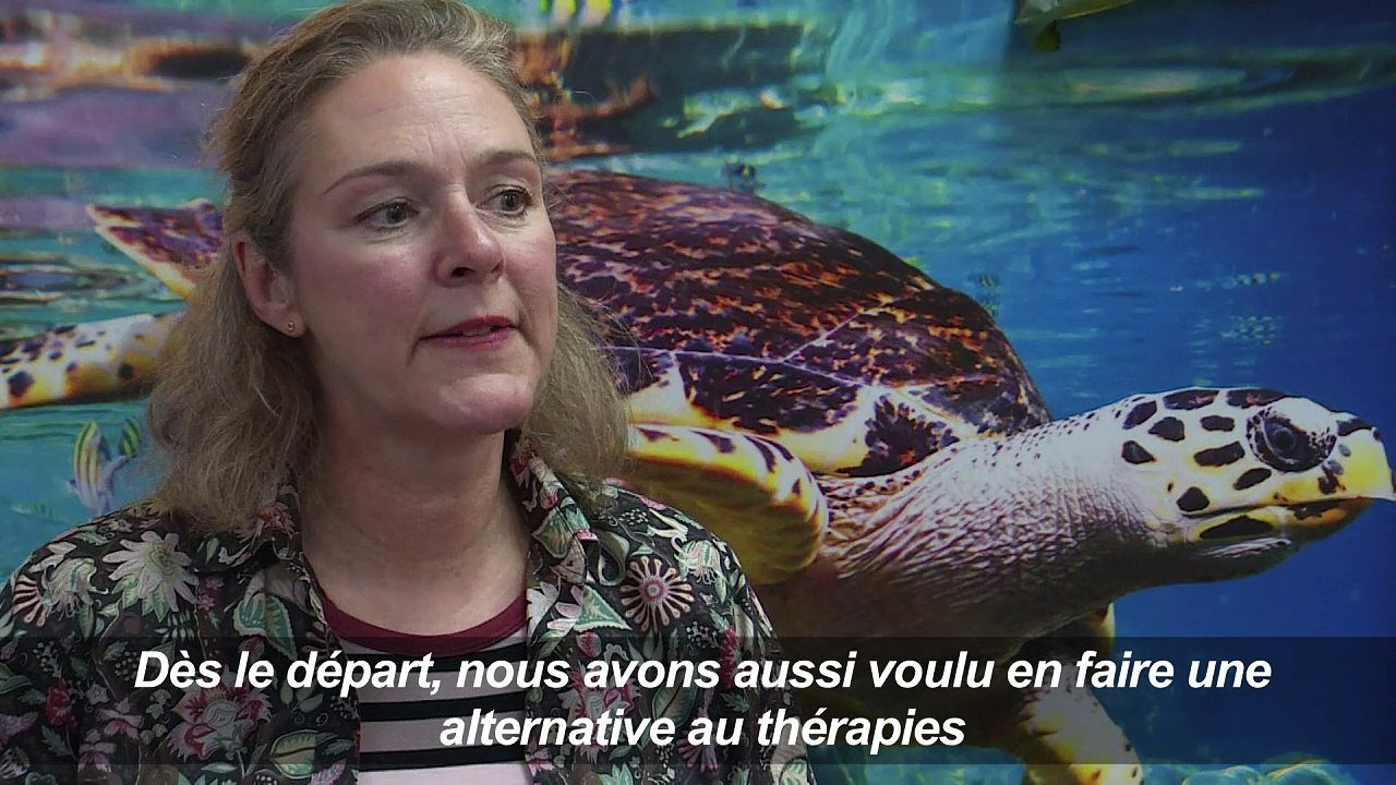 Nager avec des dauphins virtuels, une thérapie bien réelle