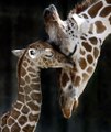 Naissance d'un bébé girafe en direct .