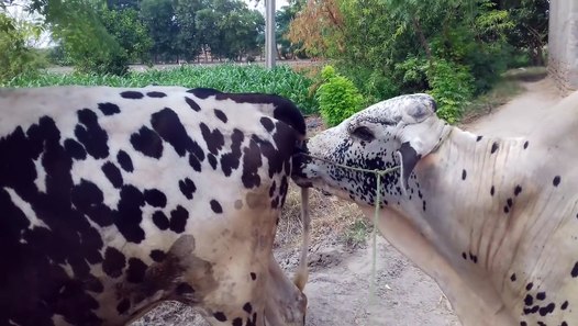 Sapi kawin dengan sapi zebra - Video Dailymotion