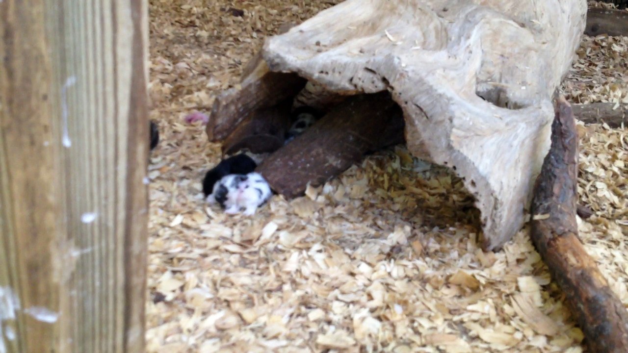 Z57 presents look at all the bunnies
