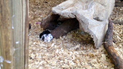 Z57 presents look at all the bunnies