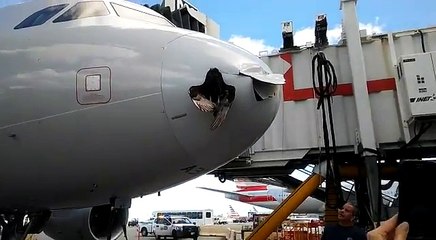 Cet oiseau s'est pris un avion de ligne en pleine face et même l'Airbus a eu très mal
