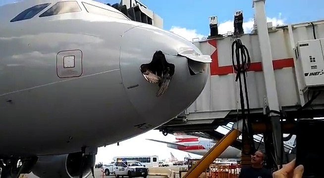 Cet oiseau s'est pris un avion de ligne en pleine face et même l'Airbus a eu très mal