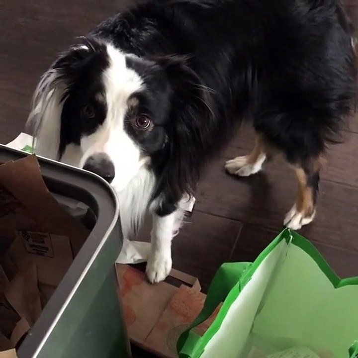 Owner Makes Two Guilty Dogs Clean Up There Own Mess Amazing Dogs
