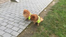 Tendance, le gilet fluo pour chien